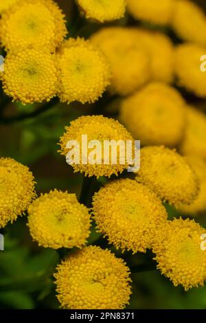 Fiori di tansy giallo vulgare di Tanacetum, tansy comune, bottone amaro, mucca amaro, o bottoni d'oro nel verde prato estivo. Fiori selvatici. Foto Stock