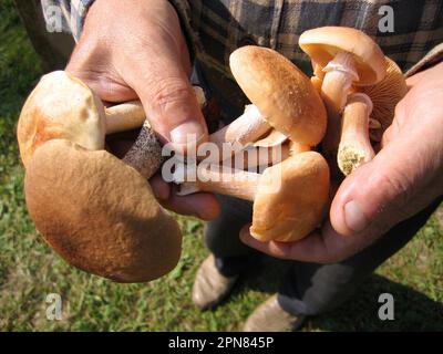 Funghi mangiabili in mano, primo piano Foto Stock