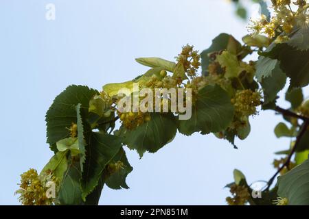 Fiori di tiglio grappoli tilia cordata, europea, tiglio a foglia piccola, litteleaf linden fiore. Farmacia, farmacista, medicina naturale, erba curativa Foto Stock