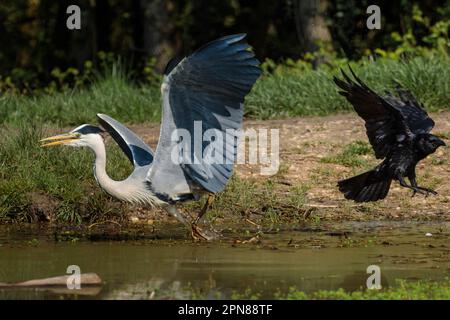 Wembley, Regno Unito. 17th aprile 2023. Grey Heron (Ardea cinerea) squawking come un paio di Crows Carrion, (Corvus corone), cercare di inseguire via. Foto di Amanda Rose/Alamy Live News Foto Stock