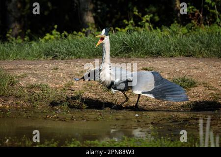 Wembley, Regno Unito. 17th aprile 2023. Grey Heron (Ardea cinerea) squawking come un paio di Crows Carrion, (Corvus corone), cercare di inseguire via. Foto di Amanda Rose/Alamy Live News Foto Stock