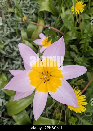 Fiore floreale del tulipano di Candia su un giardino del prato Foto Stock