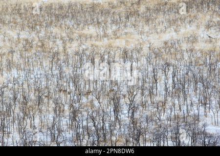 Hokkaido sika cervi, cervi macchiati o cervi giapponesi (Cervus nippon yesoensis) che attraversano una foresta. Vista aerea degli animali. Shiretoko Nationalpark, Ra Foto Stock