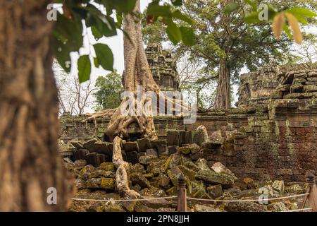Splendida vista sul tempio di Ta Prohm con grandi alberi antichi che crescono sulle rovine Foto Stock
