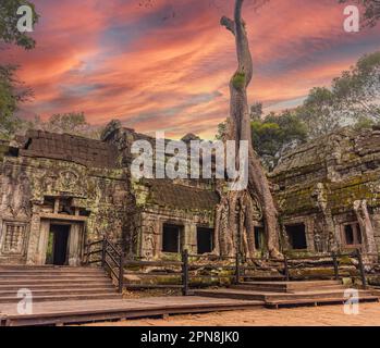 Splendida vista serale del tempio di Ta Prohm con grandi alberi antichi che crescono sulle rovine Foto Stock