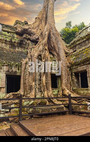 Splendida vista sul tempio di Ta Prohm con grandi alberi antichi che crescono sulle rovine Foto Stock