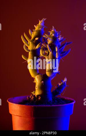 Mini cactus in un piccolo recipiente con luce blu e arancione. Foto Stock
