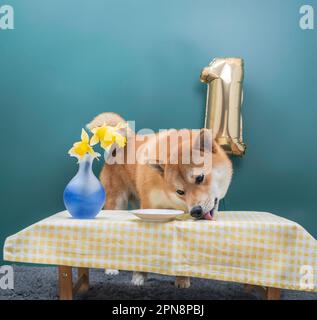 Red shiba inu 1 anni cane ha mangiato la sua torta di compleanno. Foto Stock