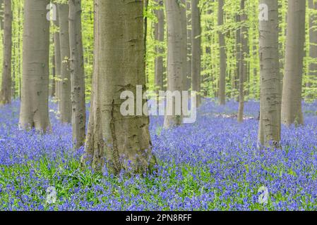 Bluebells (Endymion nonscriptus) in fiore in faggeta nella nebbia di mattina presto in primavera, Hallerbos / Bois de Hal / Halle foresta, Belgio Foto Stock