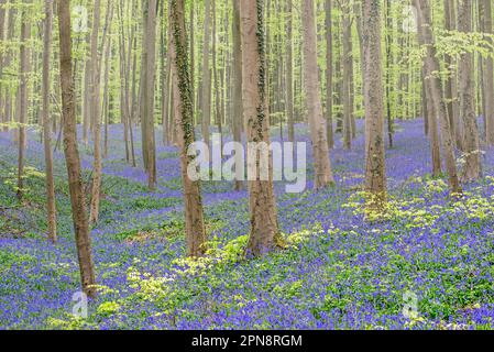 Bluebells (Endymion nonscriptus) in fiore in faggeta nella nebbia di mattina presto in primavera, Hallerbos / Bois de Hal / Halle foresta, Belgio Foto Stock