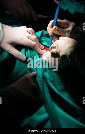 Primo piano delle mani di un chirurgo che effettua un'incisione nella pelle di un paziente. Bisturi sterile, aspiratore e guanti sterili su campo sterile verde. Foto Stock