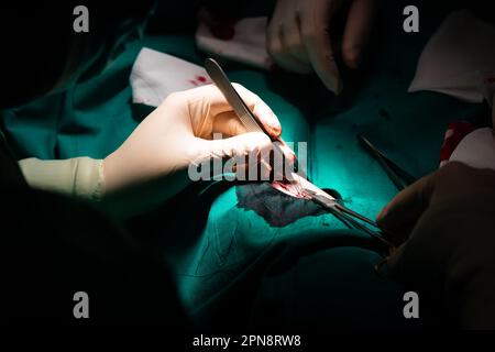 Primo piano delle mani di un chirurgo che chiude la pelle dopo la rimozione di una lesione dermatologica. Sutura con porta-ago, sutura in seta, pinzette e glo sterile Foto Stock