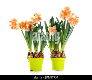 Narcissus pianta di fronte a sfondo bianco Foto Stock
