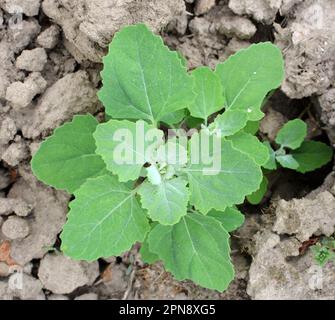 In natura, il campo cresce una gallina grassa (album Chenopodium) Foto Stock