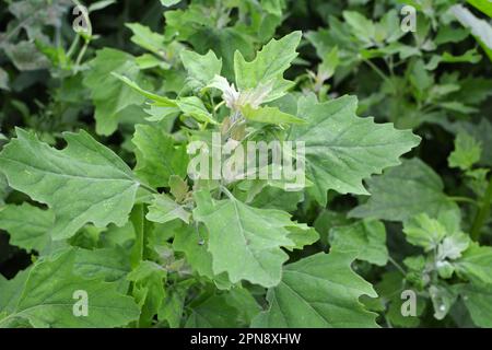 In natura, il campo cresce una gallina grassa (album Chenopodium) Foto Stock