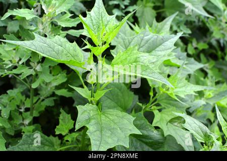 In natura, il campo cresce un chenopodium ibridum (Chenopodiastrum ibridum) Foto Stock