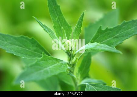 In natura, il campo cresce una gallina grassa (album Chenopodium) Foto Stock