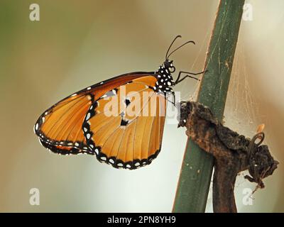 Farfalla monarca africana (Danaus chrysippus), nota anche come tigre semplice o regina africana che riposa su gambo verde nella provincia di Galana, Kenya, Africa Foto Stock