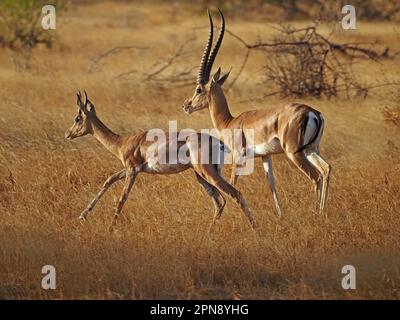 Grants Gazelles (Nanger grandi)) con corna spettacolari che corrono in praterie secche d'oro della provincia di Galana, Kenya, Africa Foto Stock