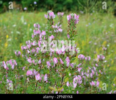 Ononis spinosa cresce in natura tra le erbe Foto Stock