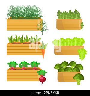 Verdure che crescono in casse di legno cartoon illustrazioni set Illustrazione Vettoriale