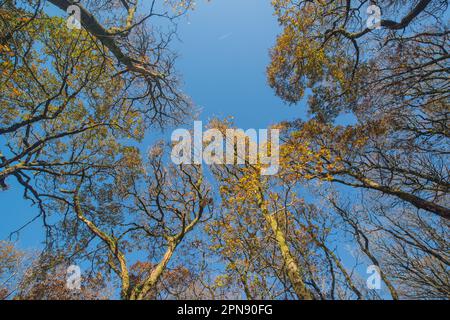 Autunno in un antico bosco di querce, Ty Canol National Nature Reserve, Pembrokeshire, Galles, Regno Unito Foto Stock