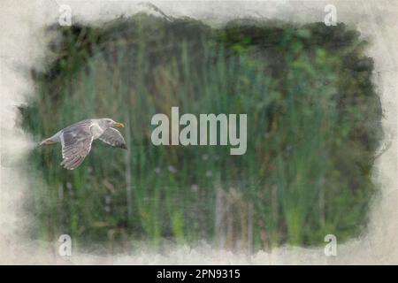 Gabbiano di aringa adulto in volo. Un dipinto digitale ad acquerello di un gabbiano di aringa adulto, Larus argentatus in volo su un lago. Foto Stock