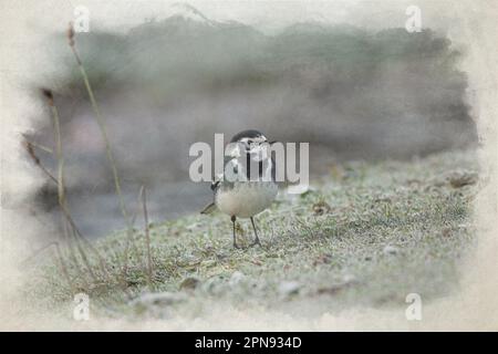 Dipinto digitale ad acquerello, Motacilla Alba Yarrellii su pascoli congelati durante l'inverno britannico. Foto Stock