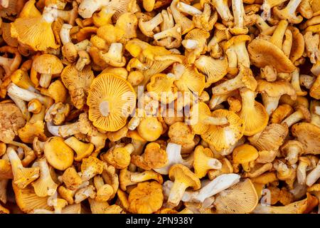 Fondo a fungo. Funghi finferli appena raccolti nella foresta Foto Stock