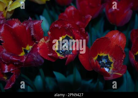 Set di tulipani rossi in modalità buio illuminati di notte Foto Stock