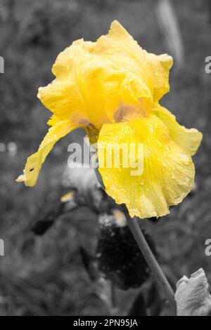 Fiore di iride viola e giallo con gocce di rugiada Foto Stock