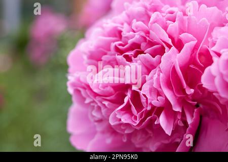 giardino rosa fiori di peonia in estate Foto Stock