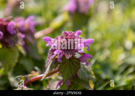 I graziosi fiori porpora dell'ortica morta anche chiamato in latino 'Lamium purpureum'. Da lontano un fiore impressionante, a macro distanza un beau Foto Stock