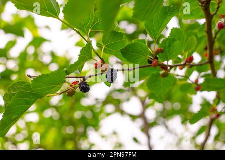 le bacche di mulberry maturano su un ramo di albero nel giardino in una giornata estiva. Foto Stock