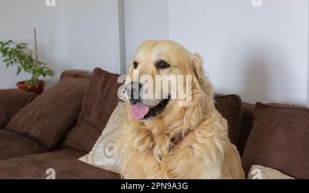 Golden Retriever cane in casa Foto Stock
