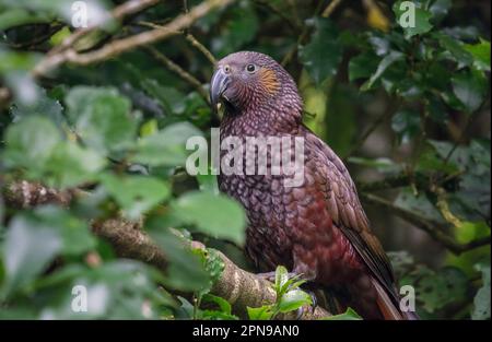 Un kaka a Zealandia Ecoshangary, Wellington, North Island, Nuova Zelanda Foto Stock