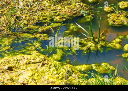 Palude inquinata con acqua verde e alghe da vicino Foto Stock