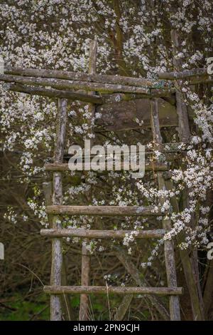 Vecchio sedile alto in legno di frutta albero bianco in fiore sul prato verde vicino al laghetto Novozamecky Foto Stock