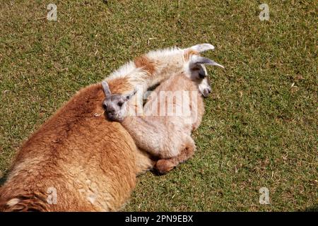 Un lama e il suo bambino (clia) giacendo sull'erba all'interno di Machu Picchu, Dipartimento di Cusco, Perù Foto Stock