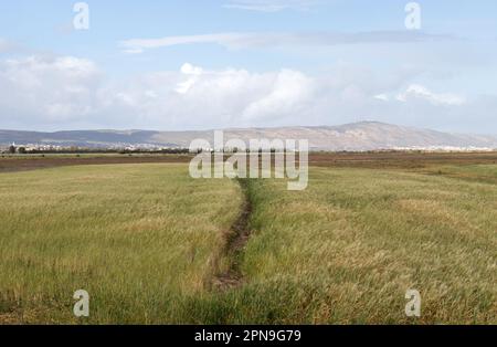 Common Cordgrass, una pianta nella fauna selvatica a Kalâat el-Andalous, a nord di Tunisi. Foto Stock