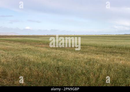 Common Cordgrass, una pianta nella fauna selvatica a Kalâat el-Andalous, a nord di Tunisi. Foto Stock