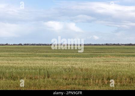 Common Cordgrass, una pianta nella fauna selvatica a Kalâat el-Andalous, a nord di Tunisi. Foto Stock