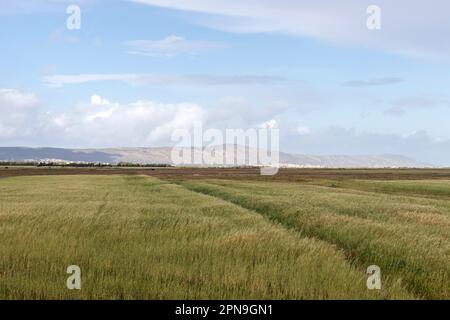 Common Cordgrass, una pianta nella fauna selvatica a Kalâat el-Andalous, a nord di Tunisi. Foto Stock