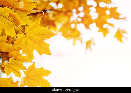 Foglie di acero giallo sul primo piano dell'albero, fondo di caduta Foto Stock