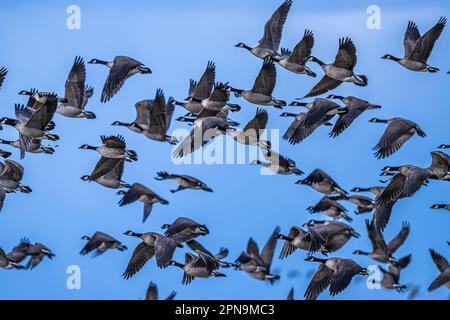 Migrazione di oche da ricattolo (Branta hutchinsii) in primavera Foto Stock