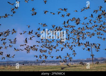 Migrazione di oche da ricattolo (Branta hutchinsii) in primavera Foto Stock