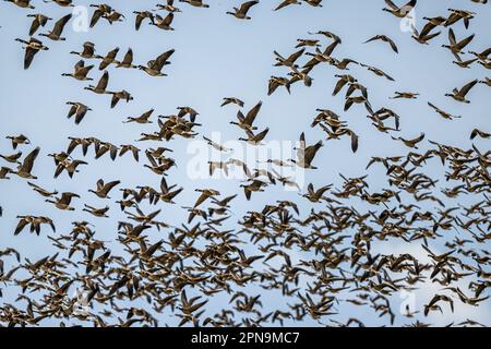 Migrazione di oche da ricattolo (Branta hutchinsii) in primavera Foto Stock