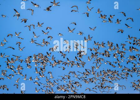 Migrazione di oche da ricattolo (Branta hutchinsii) in primavera Foto Stock