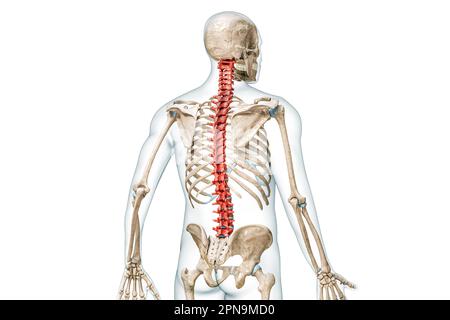 Ossa della colonna vertebrale o delle vertebre nella vista posteriore a colori con rappresentazione del corpo 3D isolata su bianco con spazio di copia. Anatomia scheletrica umana, medi Foto Stock