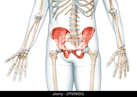 Vista frontale delle ossa pelviche maschili di colore rosso con corpo 3D illustrazione di rendering isolata su bianco con spazio di copia. Anatomia dello scheletro umano, diagnostica medica Foto Stock